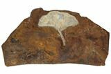 Fossil Ginkgo Leaf From North Dakota - Paleocene #188663-1